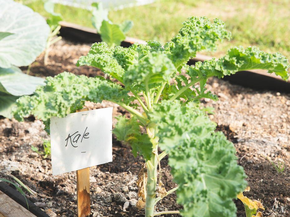 A kale plant grows in a garden.