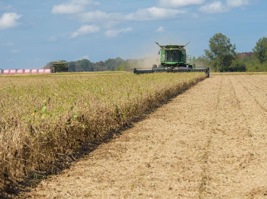 A combine harvester cuts hay in a field.