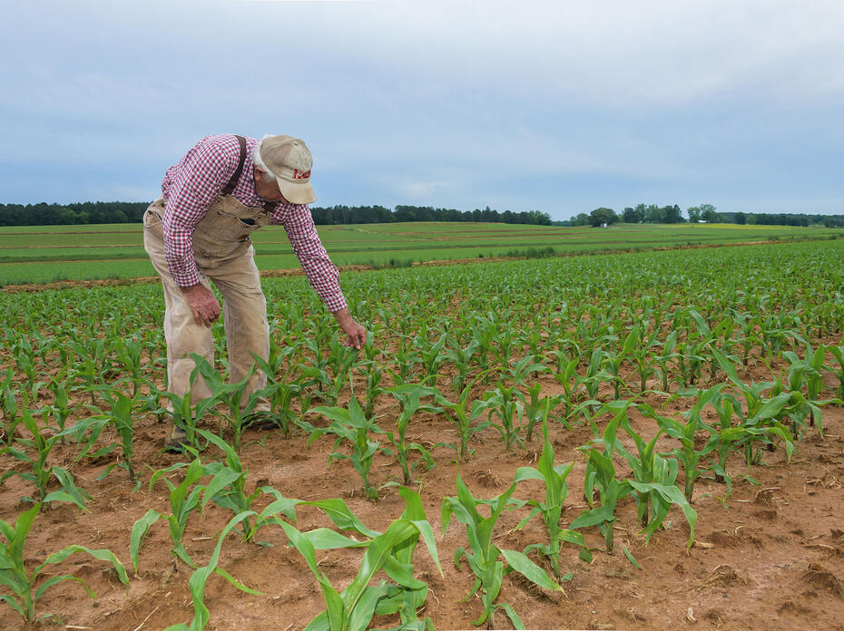 A man wearing overalls and a baseball cap reaches down to touch a small corn stalk in a field of corn.