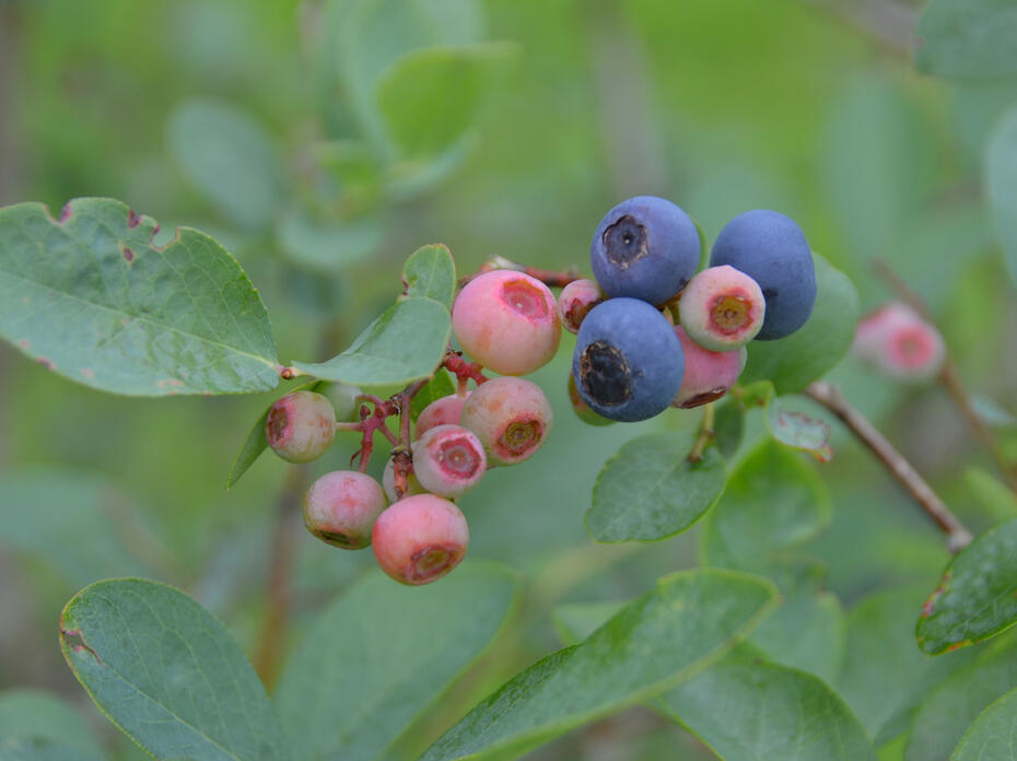 Closeup of blueberries in various stages of ripeness.