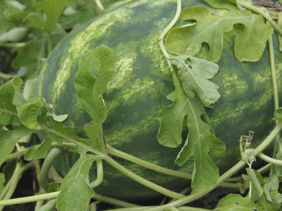 A watermelon lies in the vines in a field.