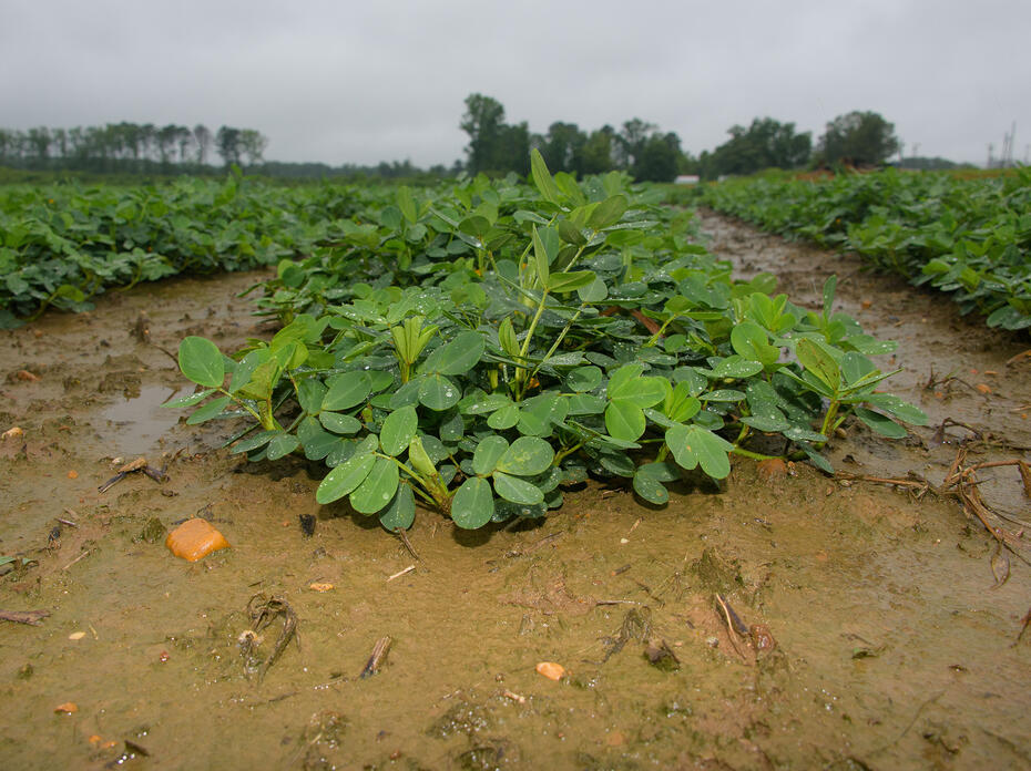 Rows of peanut plants.