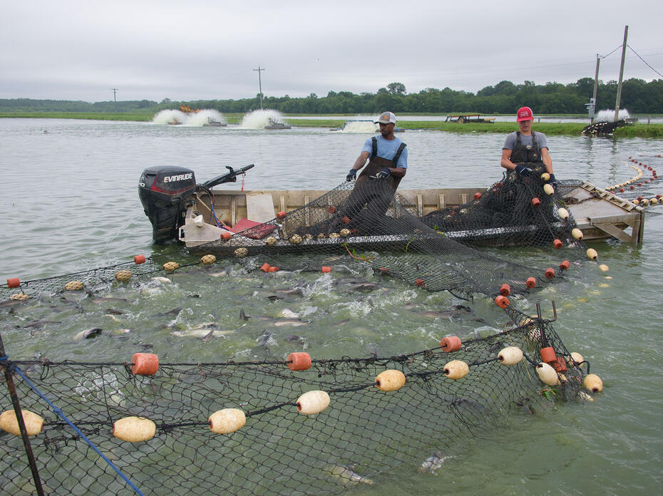 Large nets converge on a boat with two men aboard.