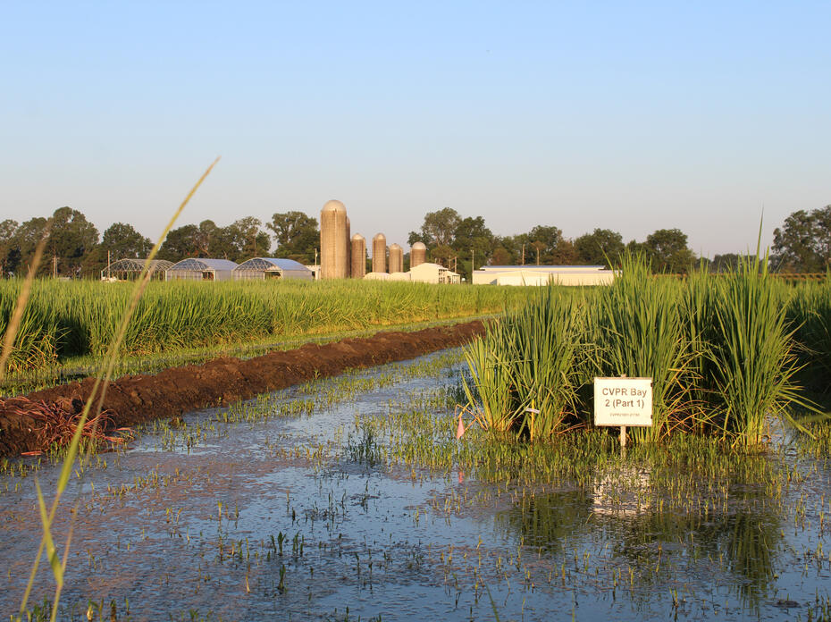Rice growing in a wet field.