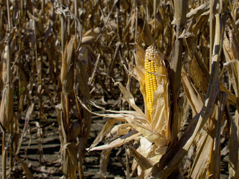 An ear of corn in front of a backdrop of stalks.