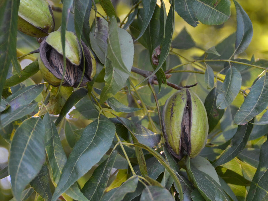 Closeup of pecans on the tree.