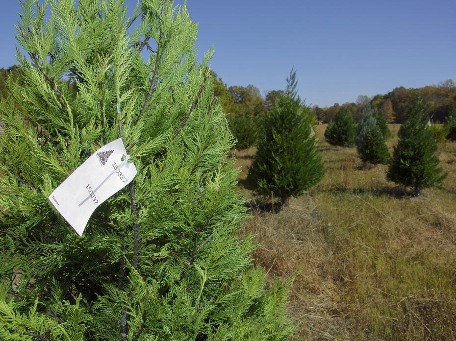 Christmas tree in the foreground in a field with other trees behind it.