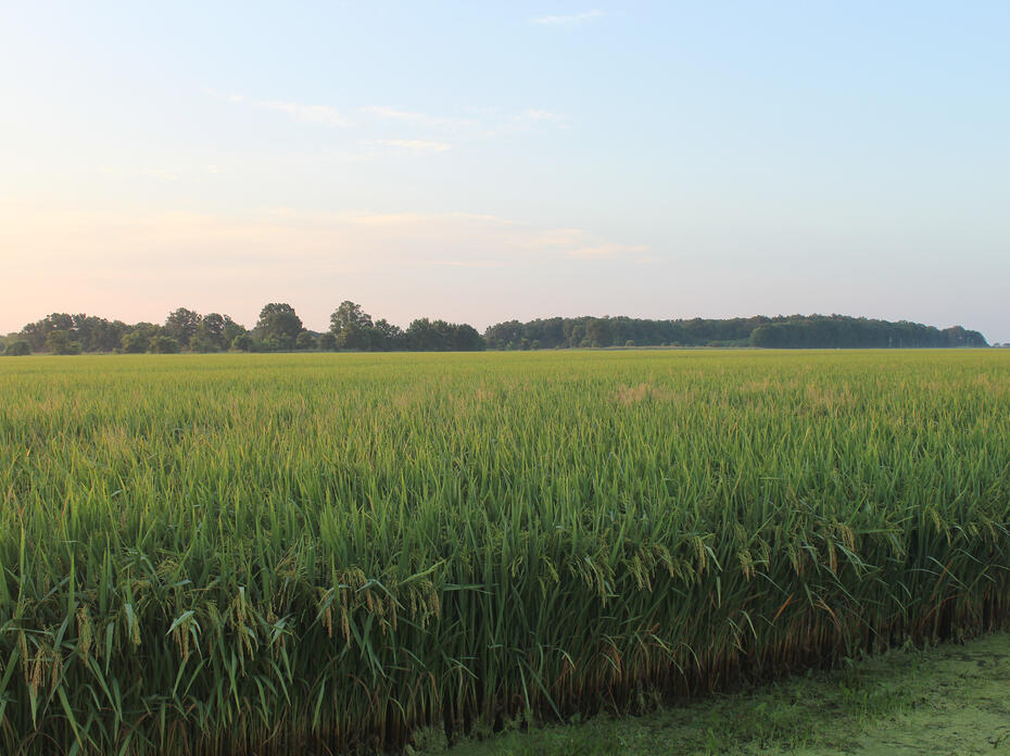 A rice field.
