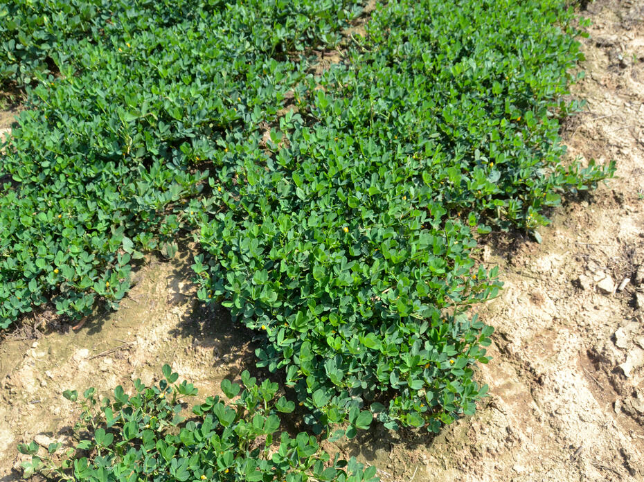 Peanut vines grow in a field.