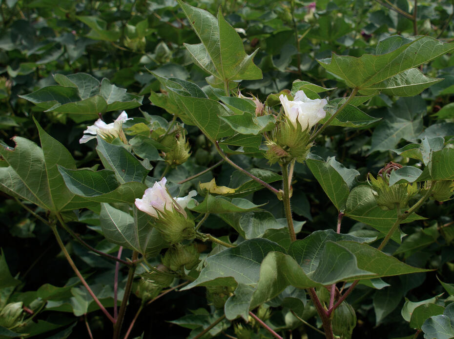 Close-up of a cotton plant.