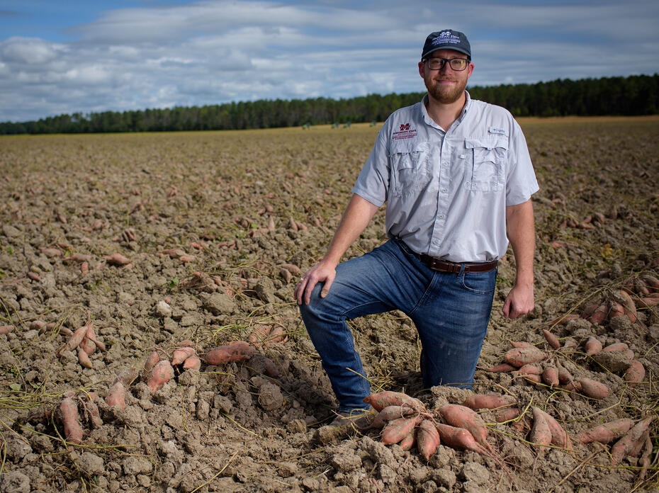 A man kneels in a sweet potato field.