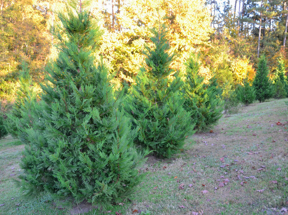 Choose-and-cut Christmas trees in a field