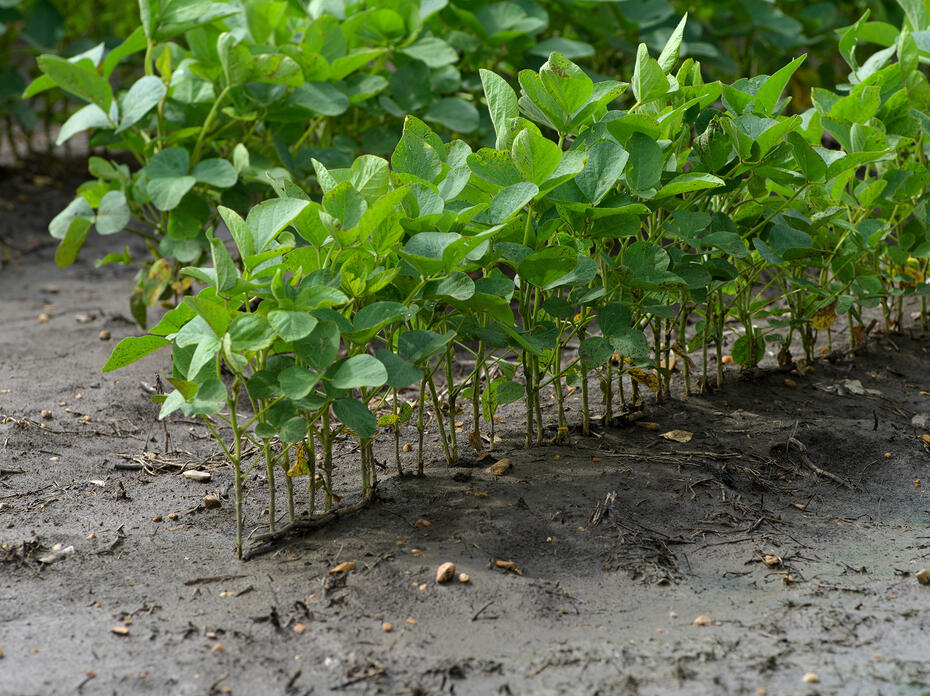 Small plants grow in a single row.