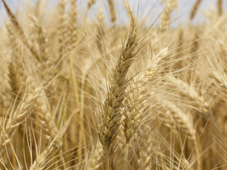 Wheat