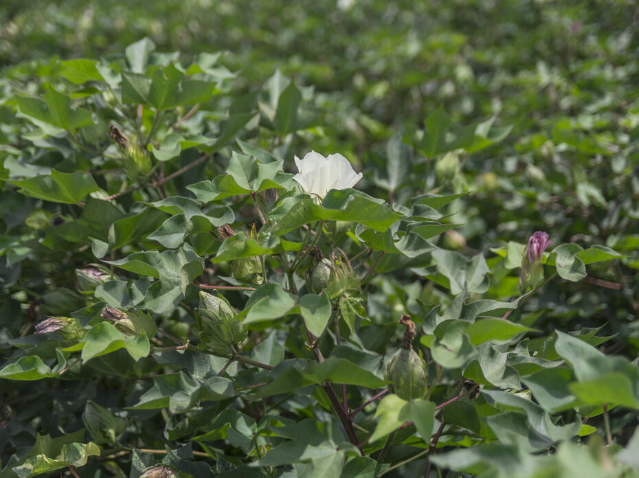 A white flower blooms on top of a cotton plant setting bolls.
