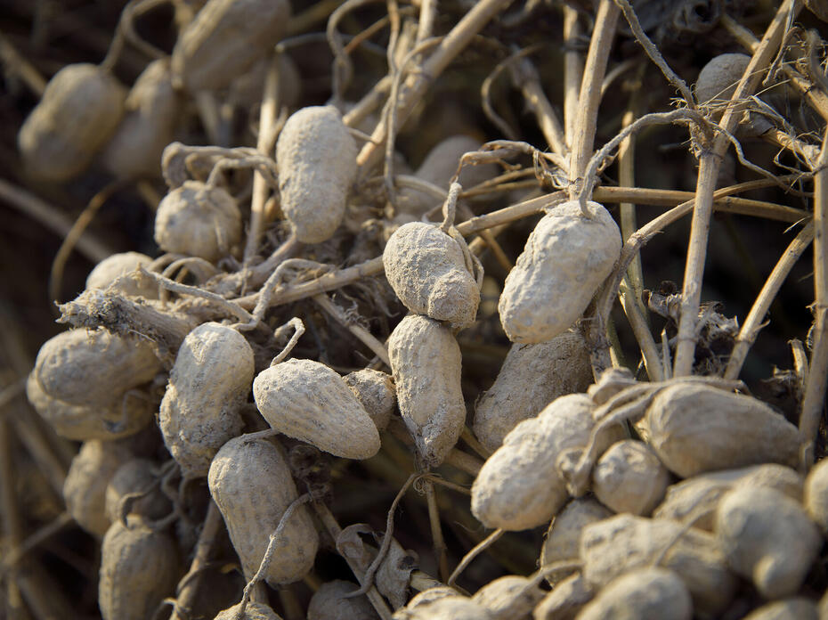 Peanuts on the vine