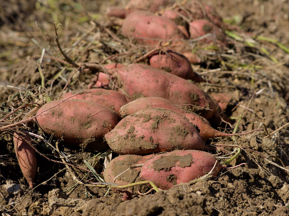 A close-up photo of a pile of sweet potatoes.