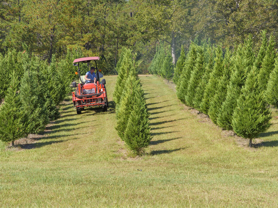 A man on a tractor drives through Christmas trees.