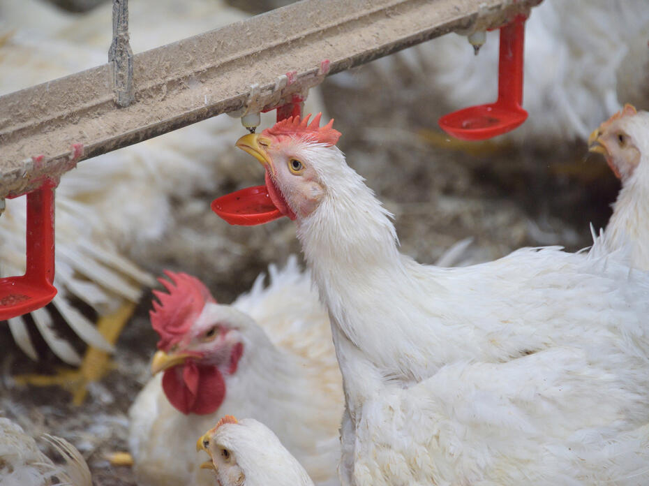 Chicken drinks water droplets from a nipple waterer.
