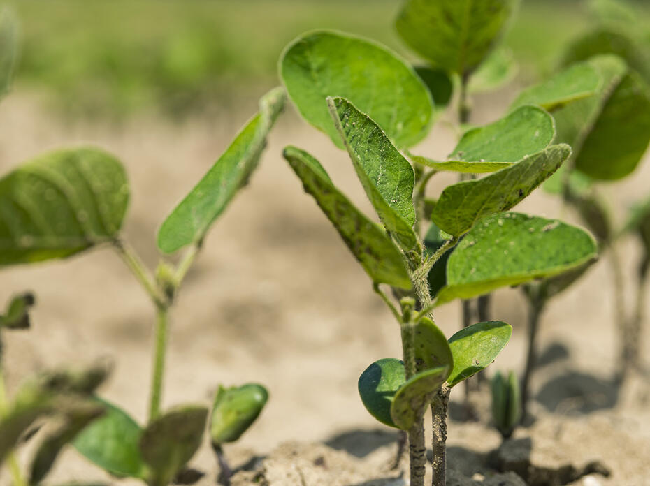 Young soybean plants emerge.