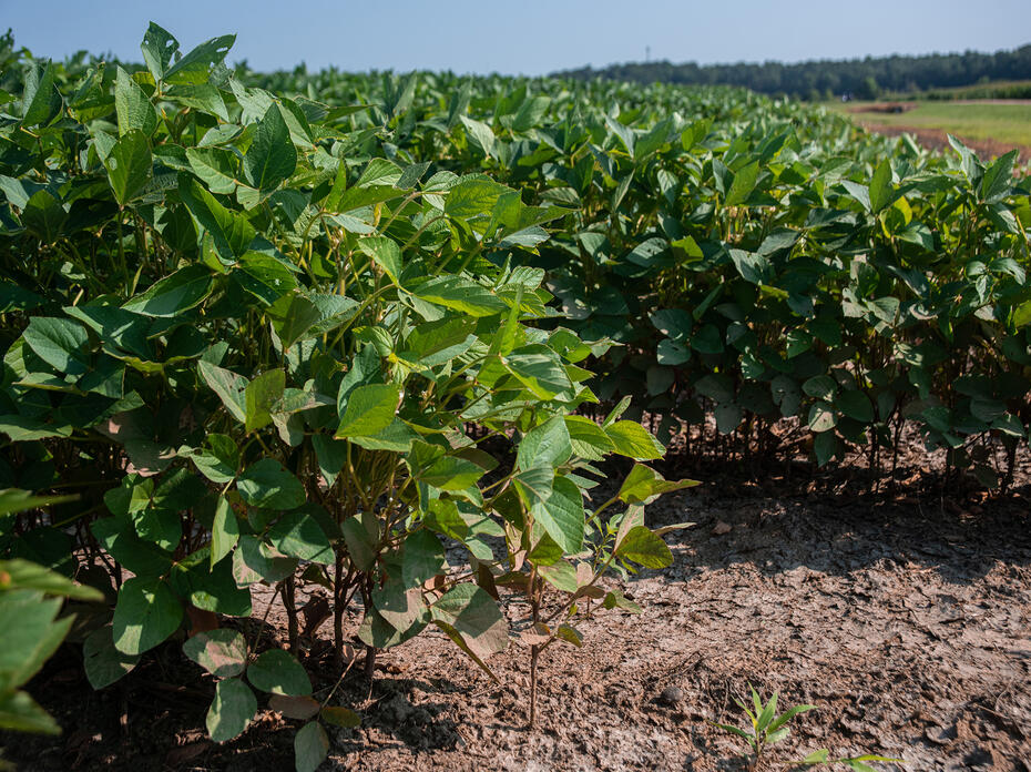 Lush soybean plants grow in rows.