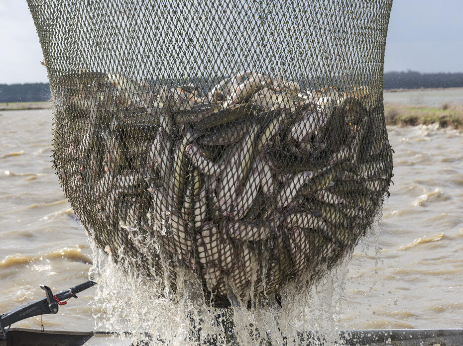 A batch of live catfish is caught in a net.