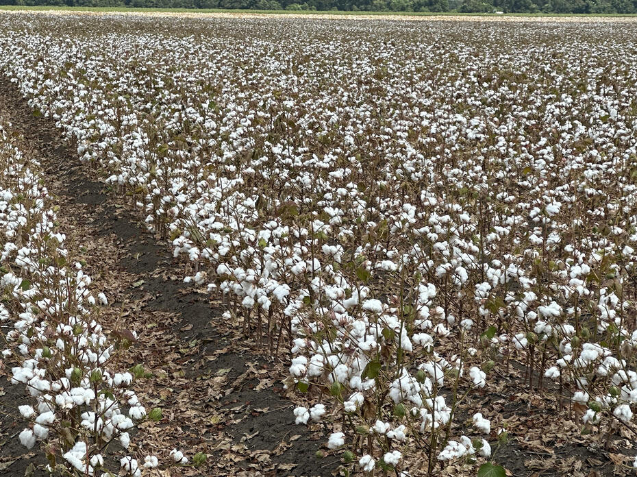 Bare plants are covered in white cotton.