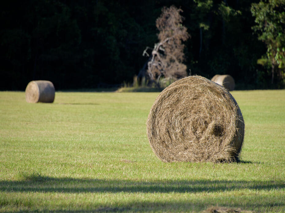 A bale of round hay in a mostly empty field.