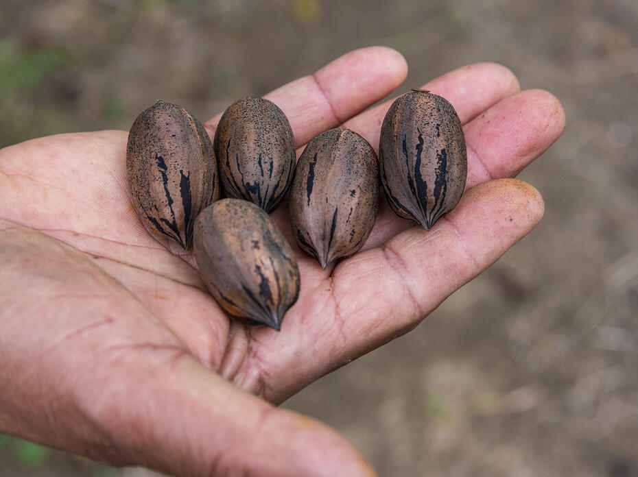 A hand holds five pecans.