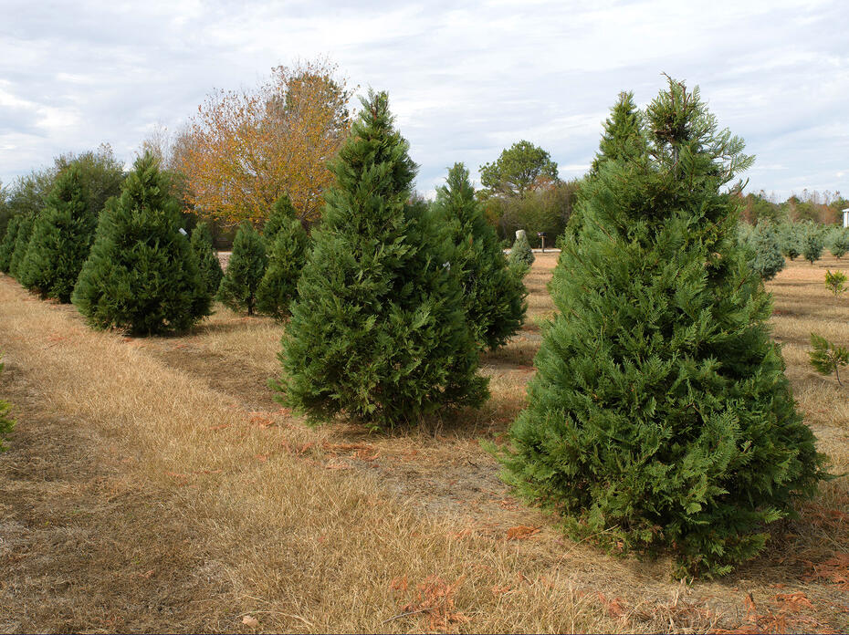 Christmas trees of various sizes stand at Worthey Tree Farm in Amory, Mississippi.