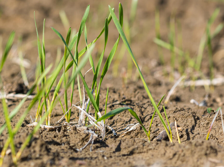 Tiny, grassy plants.
