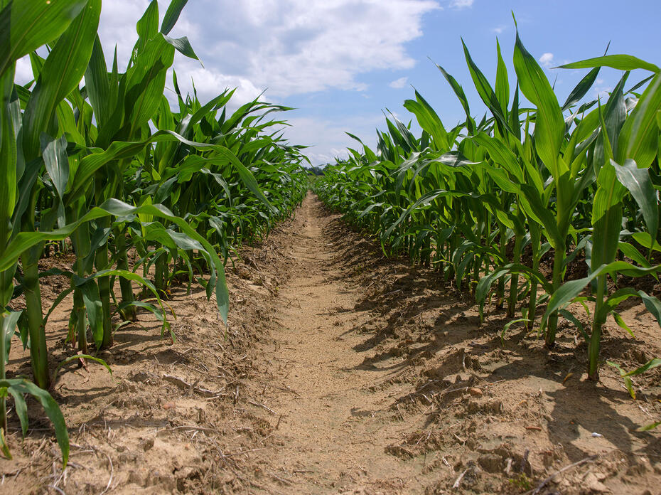Rows of corn stalks in a field with the sky in the background.