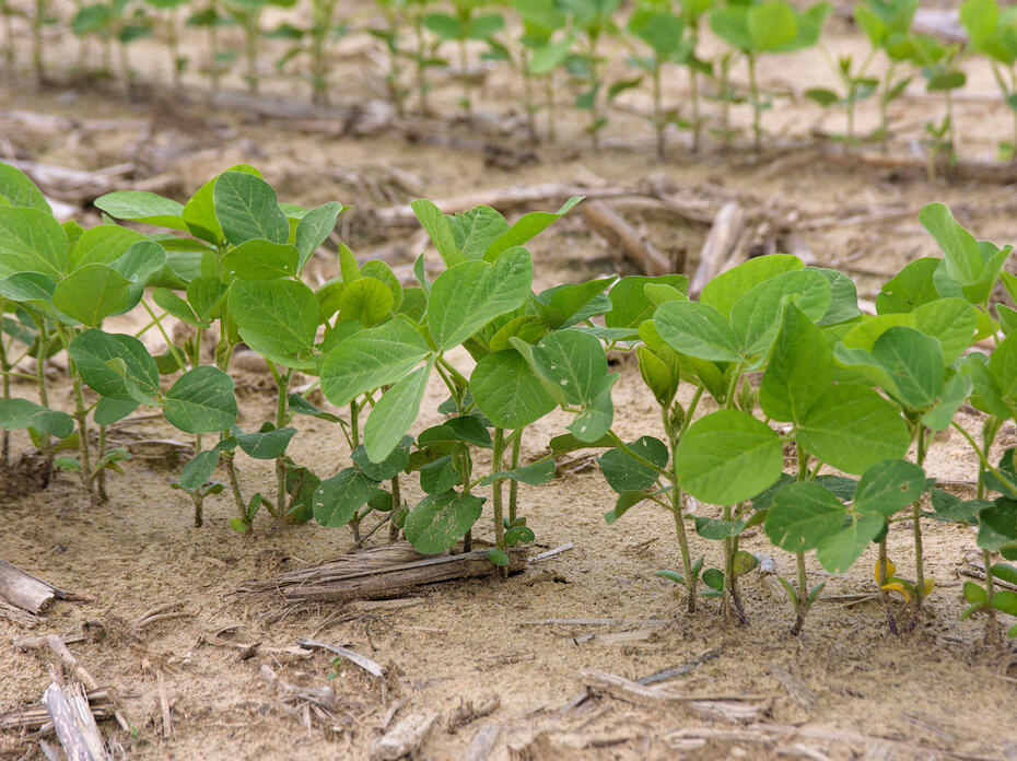Small soybean plants grow in a crowded row.