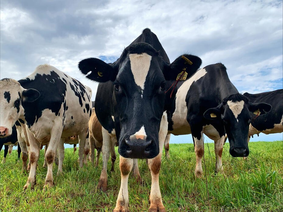 A small group of dairy cows  