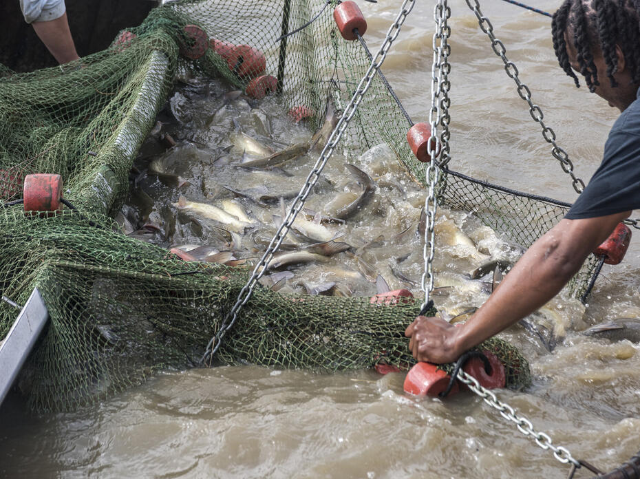 Catfish in a net