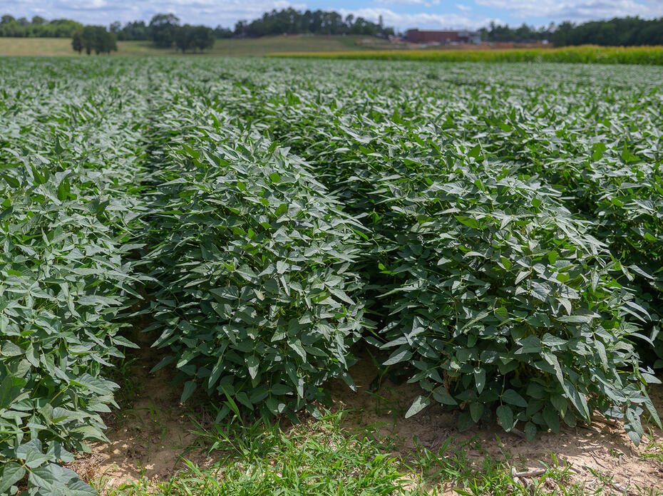 Bushy green plants grow tightly together in rows in a field.
