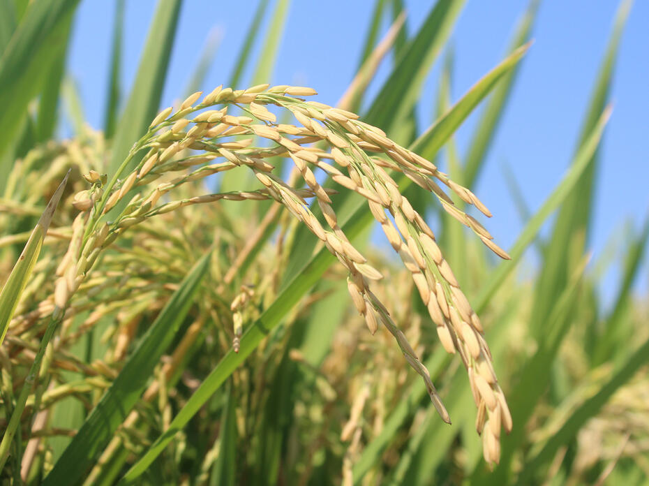 Rice kernels are seen on plants in a field.