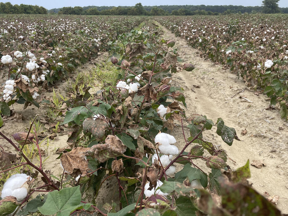 Dry cotton plants grow in rows in a field.