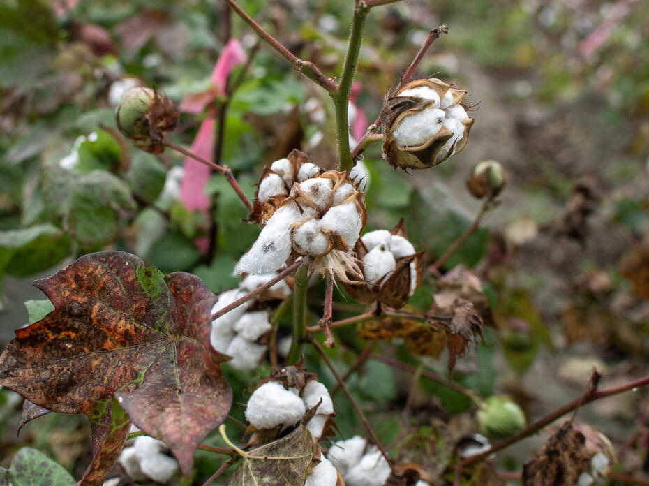 Wet cotton plant with open bolls.