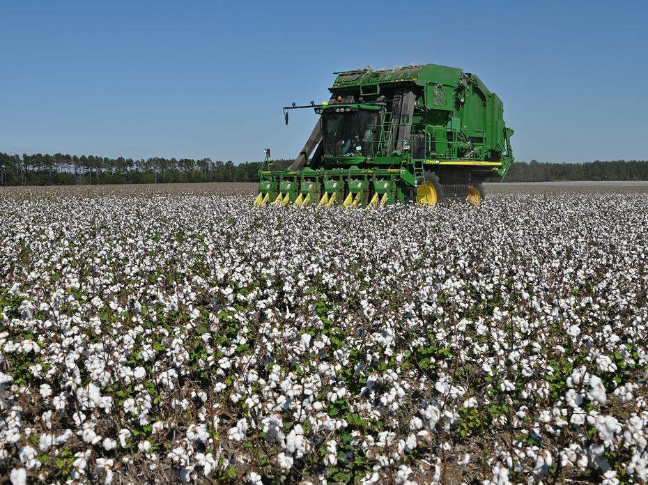 A piece of green farm machinery moves through a field of white cotton.