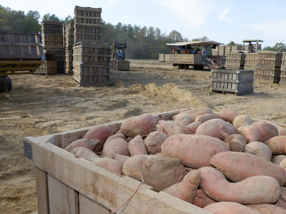 A crate of sweet potatoes sit in the foreground with many other crates in the background along with a digger and loading equipment.