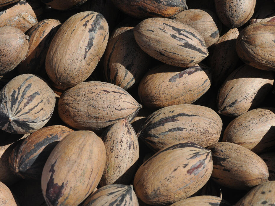Brown pecans have black stripes.