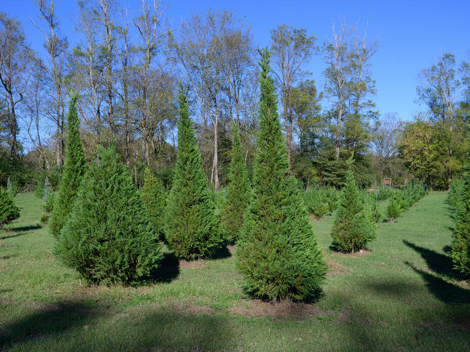 Christmas trees of various sizes grow in a field.
