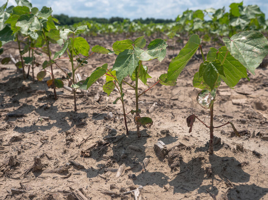 Part of a row of cotton plants in their infancy emerging from soil.