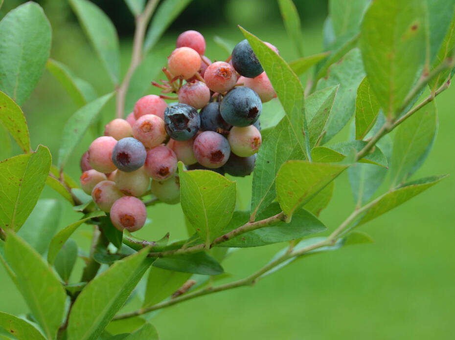 Blueberries ripen on a bush.