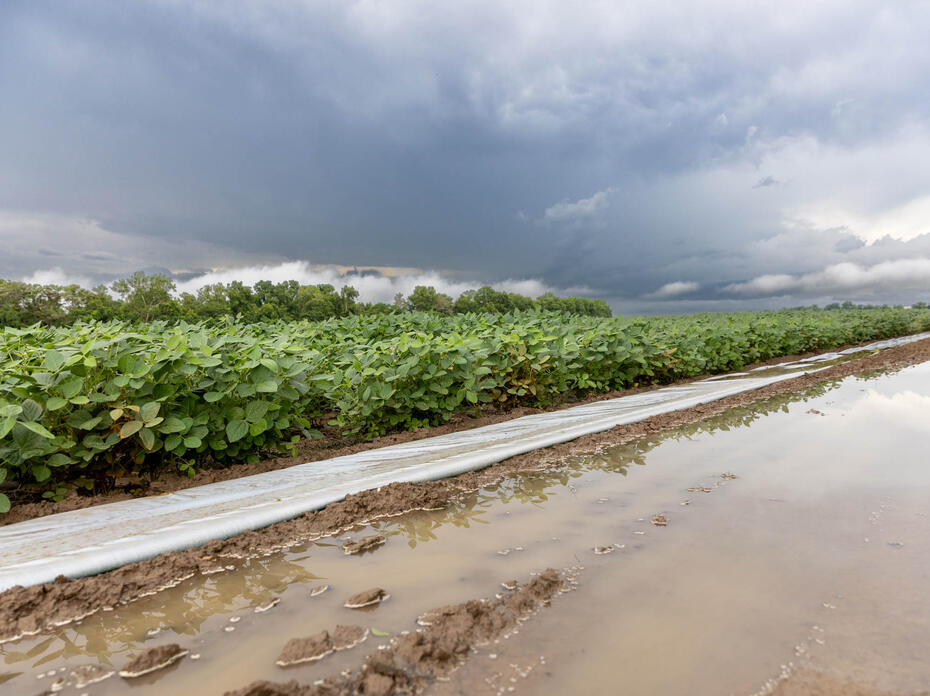 Water stands alongside a soybean field.