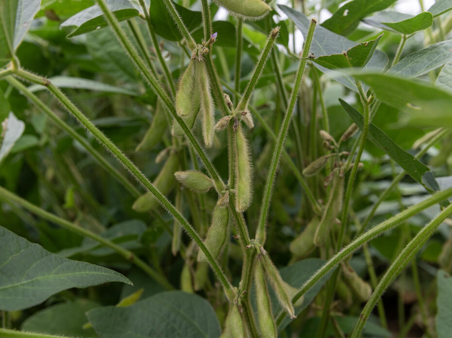 Green pods hang from a green soybean plant.
