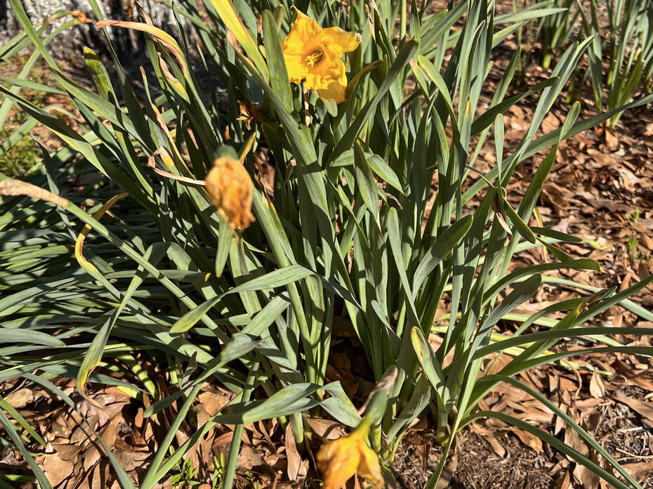Frayed Daffodils