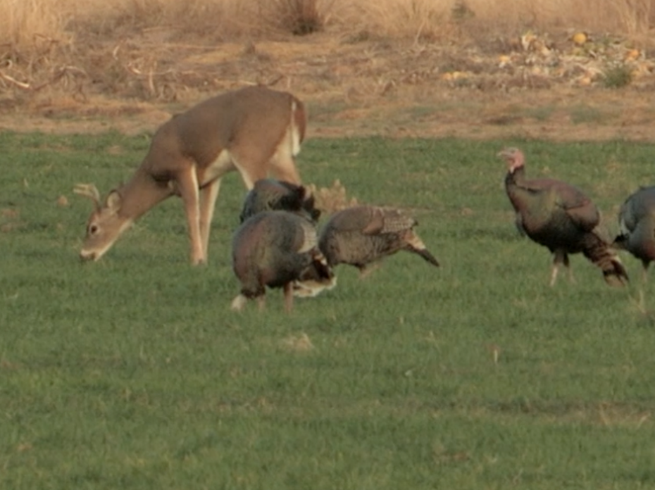 A young buck grazes behind four turkeys in a green, grassy food plot.