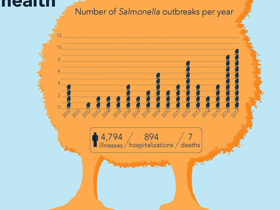 An illustration depicts a large yellow chick with a graph showing the number of Salmonella outbreaks since 2000 and includes text instructions to wash hands after handling backyard poultry. 